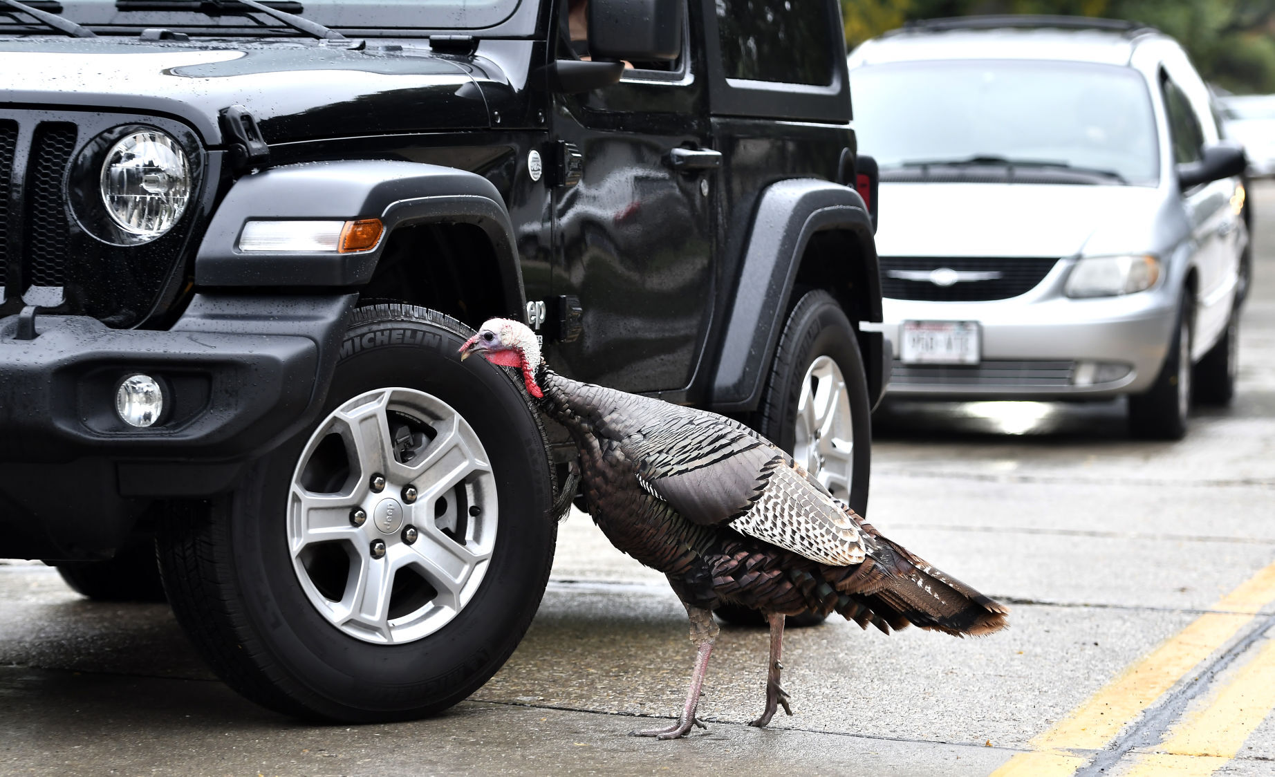 CARL - THE TURKEY